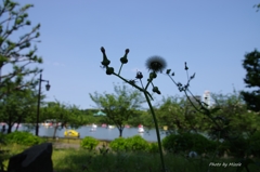 池沿いのたんぽぽ