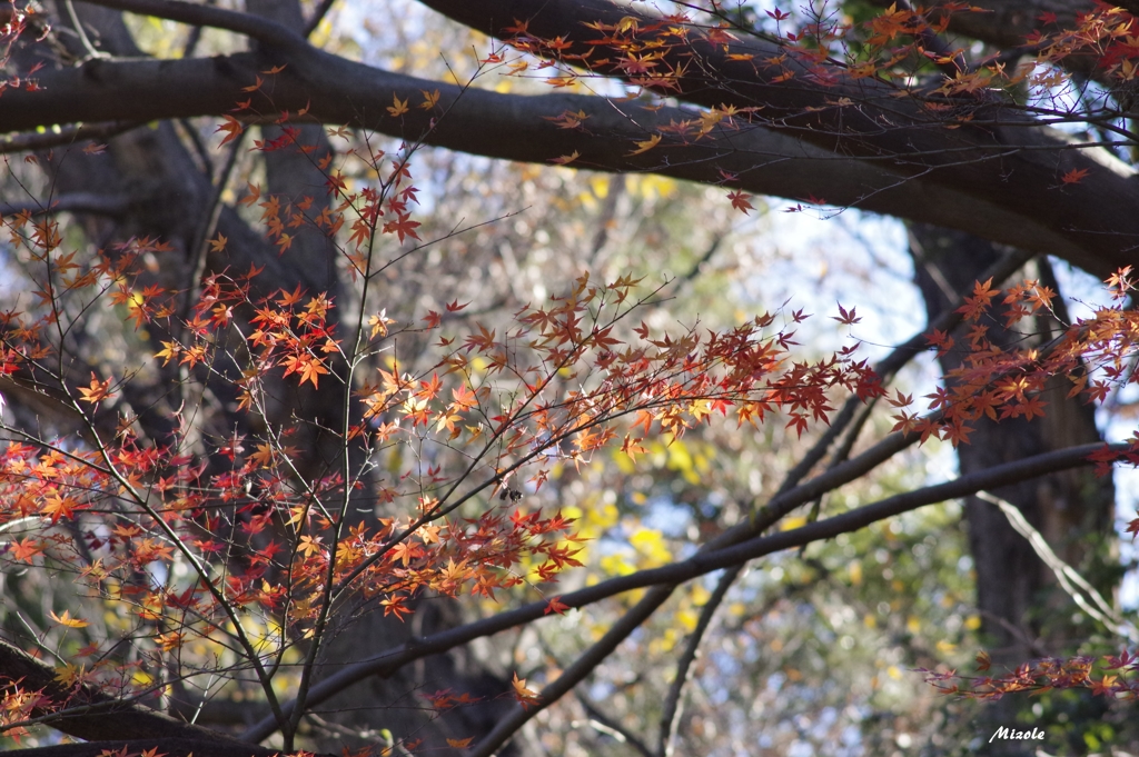 紅葉３