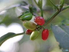 美味しそうな実