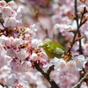 メジロIN桜　トリミング