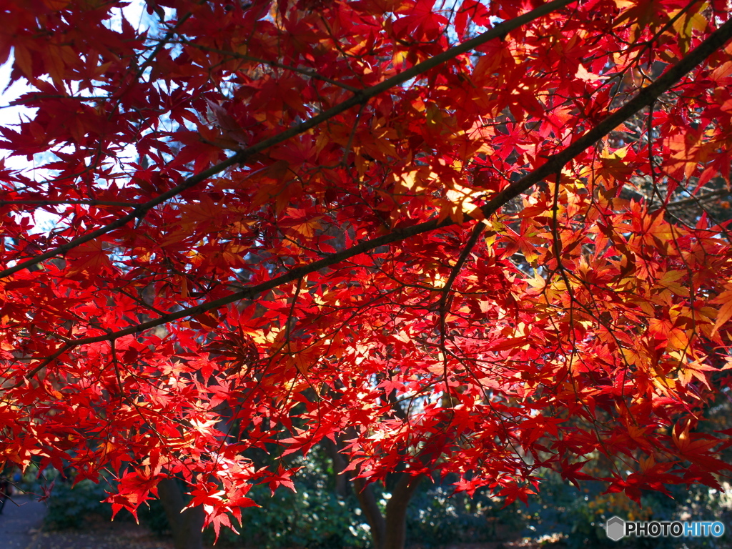 紅葉