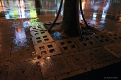 雨の街路樹
