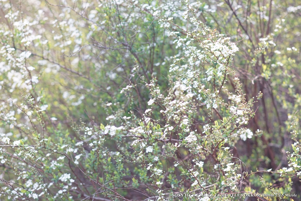 DSC00899