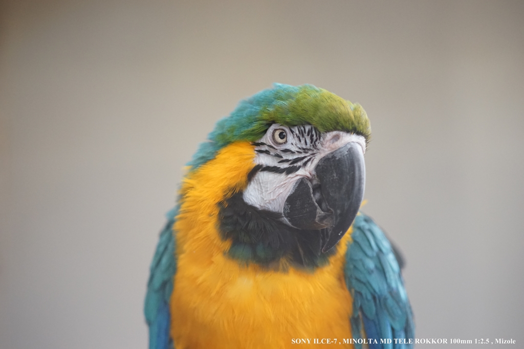 コンゴウインコ