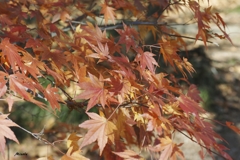 紅葉