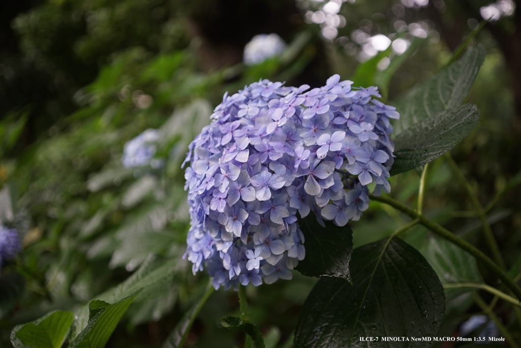 雨に濡れた紫陽花