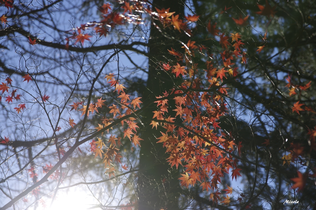 光紅葉