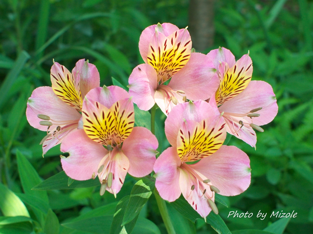 アルストロメリア