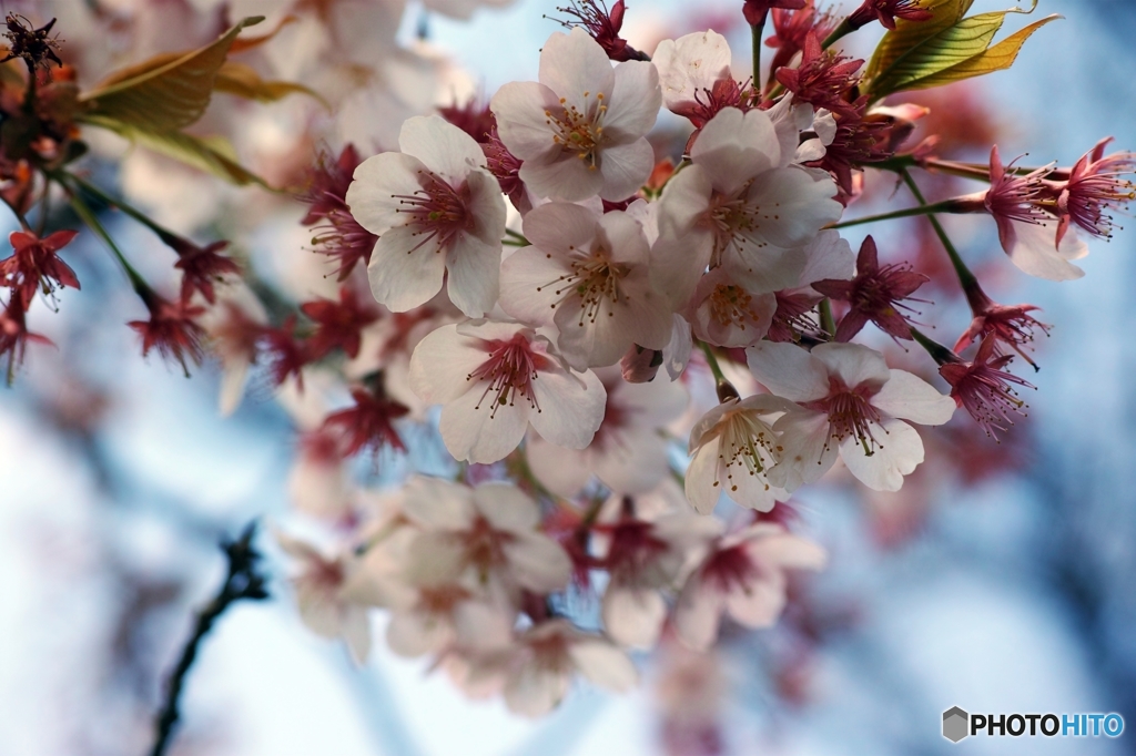 桜群
