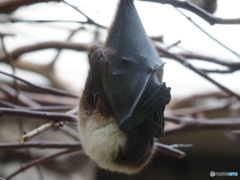 眩しいコウモリ