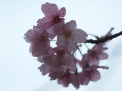 影と桜