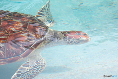 ウミガメ