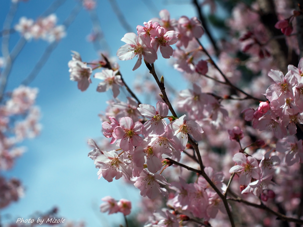 桜の季節