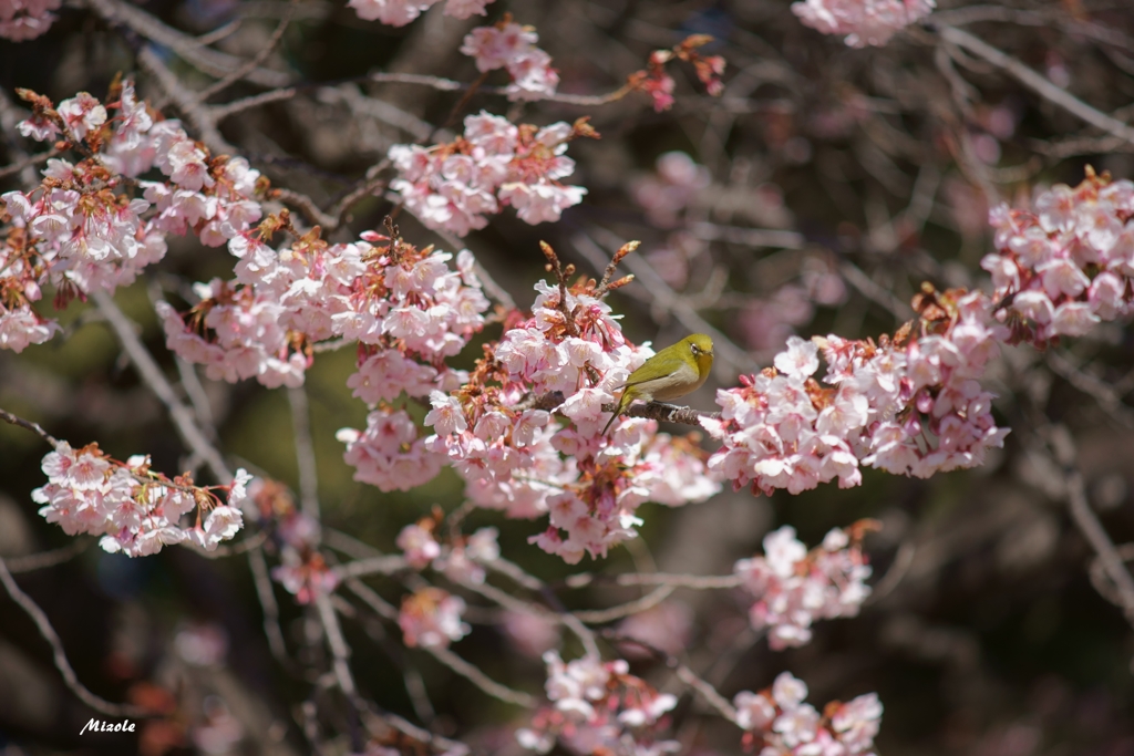 メジロIN桜２