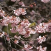 メジロIN桜２