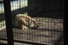 檻の中のオオカミ