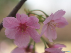 桜のひと時5