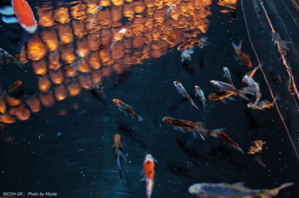 金魚