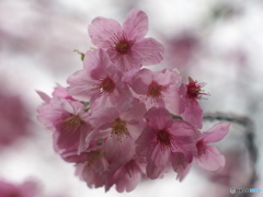 桜のひと時1
