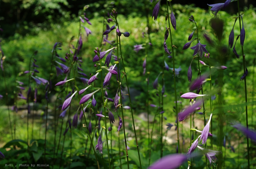 花（名称不明）