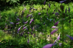 花（名称不明）