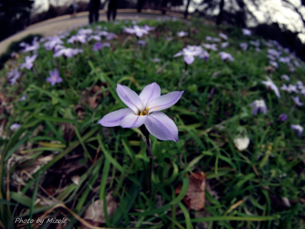 花韮　ハナニラ