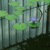 睡蓮
