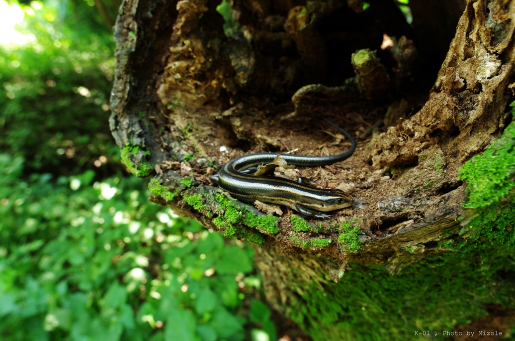 トカゲの再撮影会