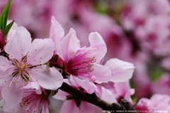 ２０１５年の桜