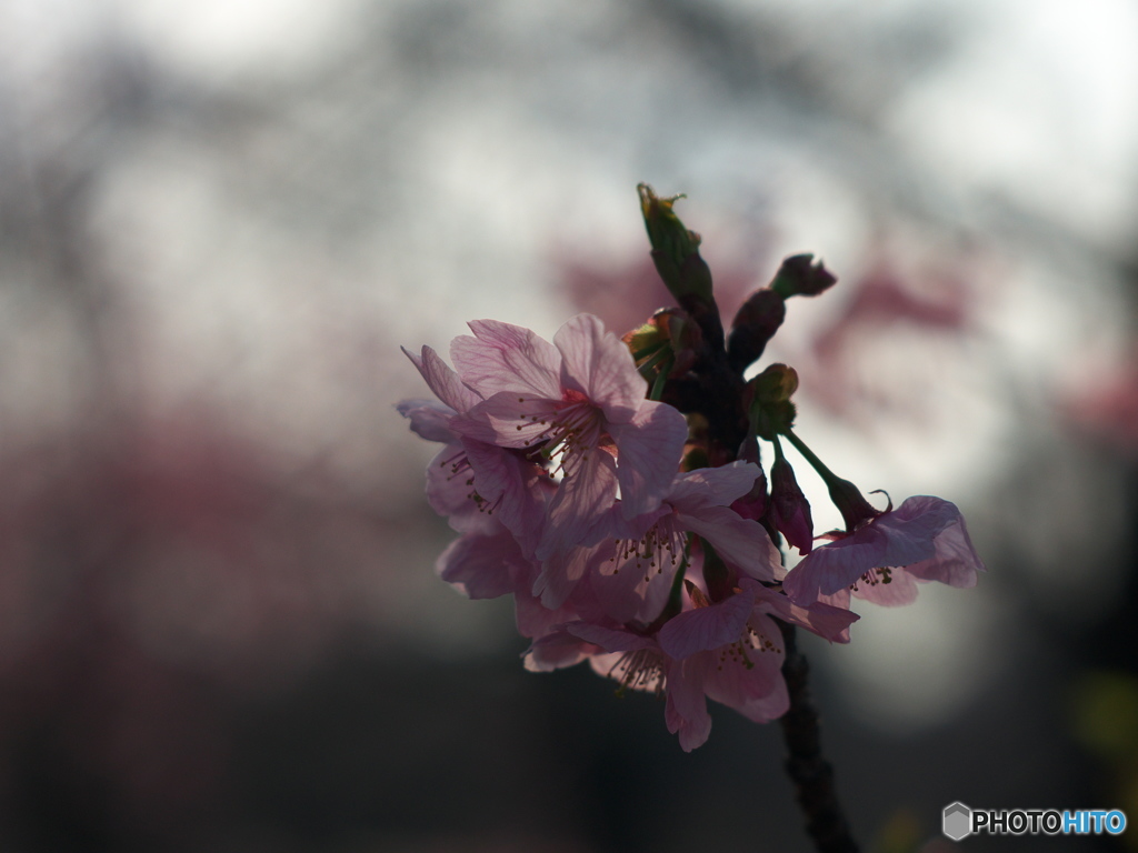 桜のひと時6
