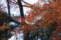 紅葉