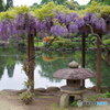 fuji