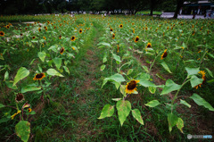ひまわり畑