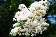 花（名称不明）