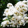 花（名称不明）