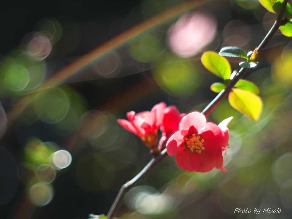 ボケ（花）