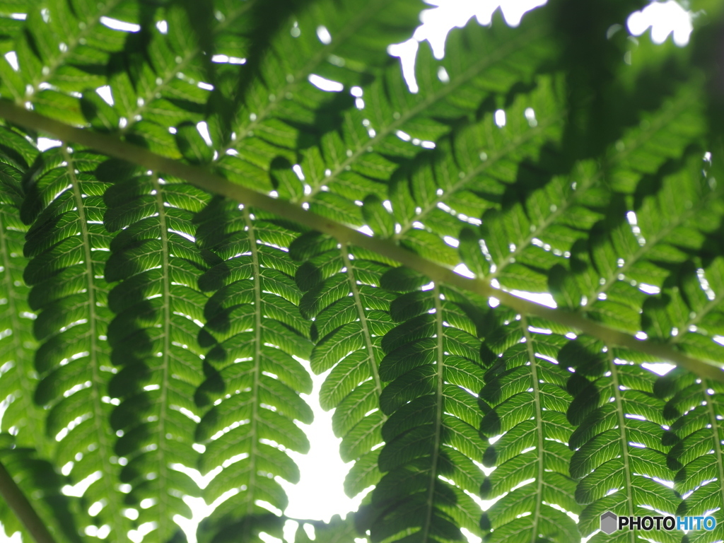 エバーフレッシュ？