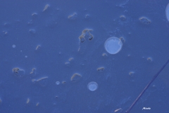 氷池３