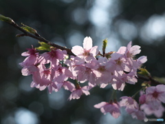 桜のひと時4