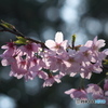桜のひと時4