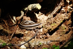 トカゲの撮影会