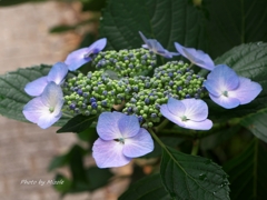 紫陽花