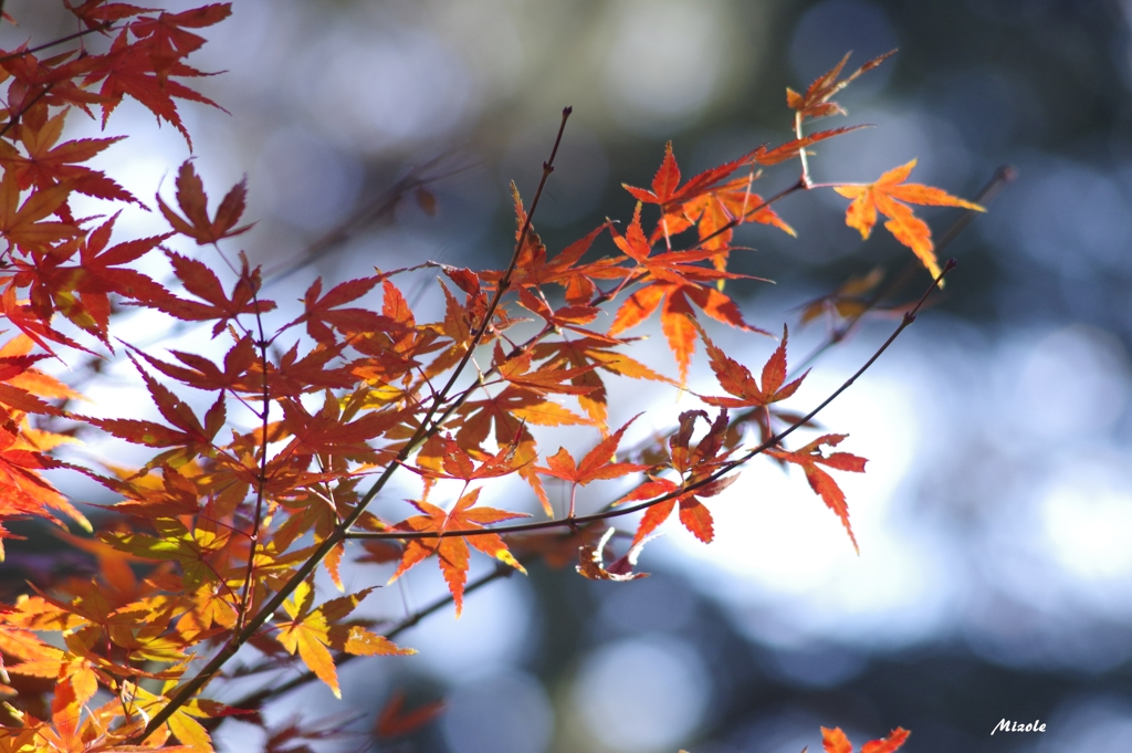 紅葉