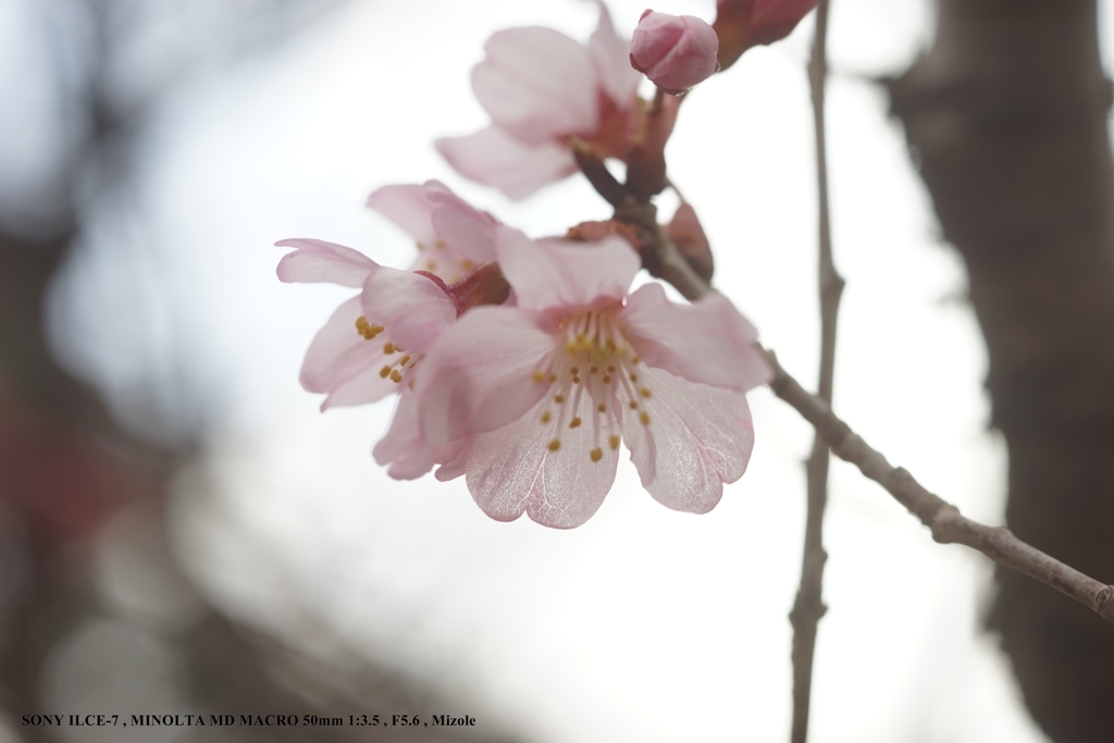 桜２