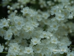 名前を知らない花