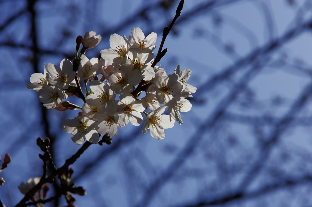 今年初の桜