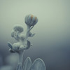 雪の花蕾（モクビャッコウ）