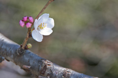 桜一輪