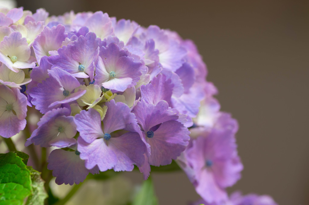 紫陽花