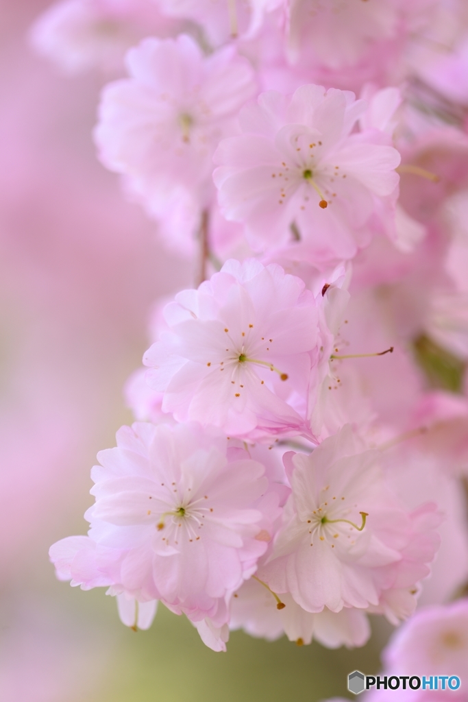 桜の三つ子ちゃん